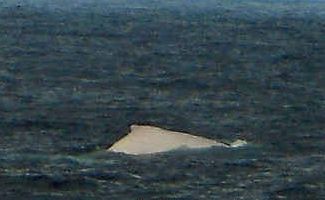 Migaloo, is that you? This photo, taken off the northern end of Fraser Island on Sunday, is believed to show the famous albino humpback Migaloo. Migaloo, is that you? This photo, taken off the northern end of Fraser Island on Sunday, is believed to show the famous albino humpback Migaloo.